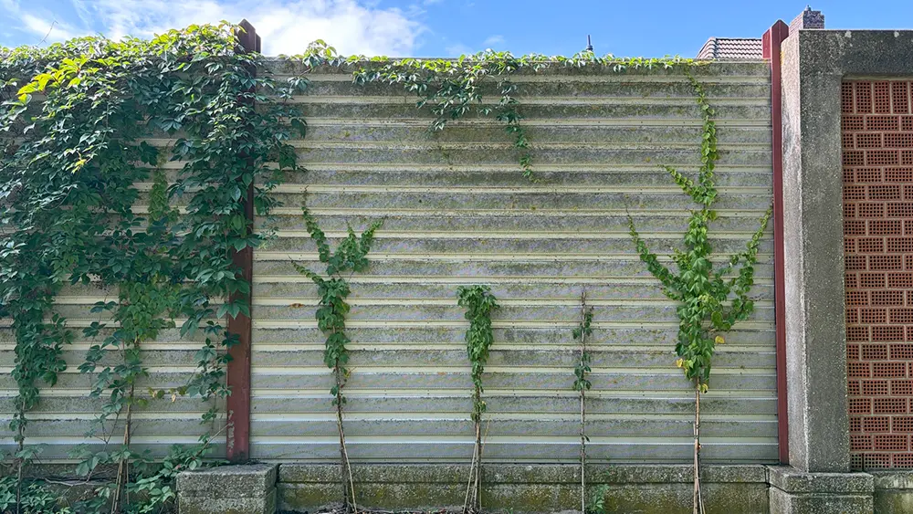 Eine Lärmschutzwand wird begrünt: Junge Kletterpflanzen ranken an Stäben die Wand hinauf, links ist sie bereits dicht mit Wildem Wein bewachsen.