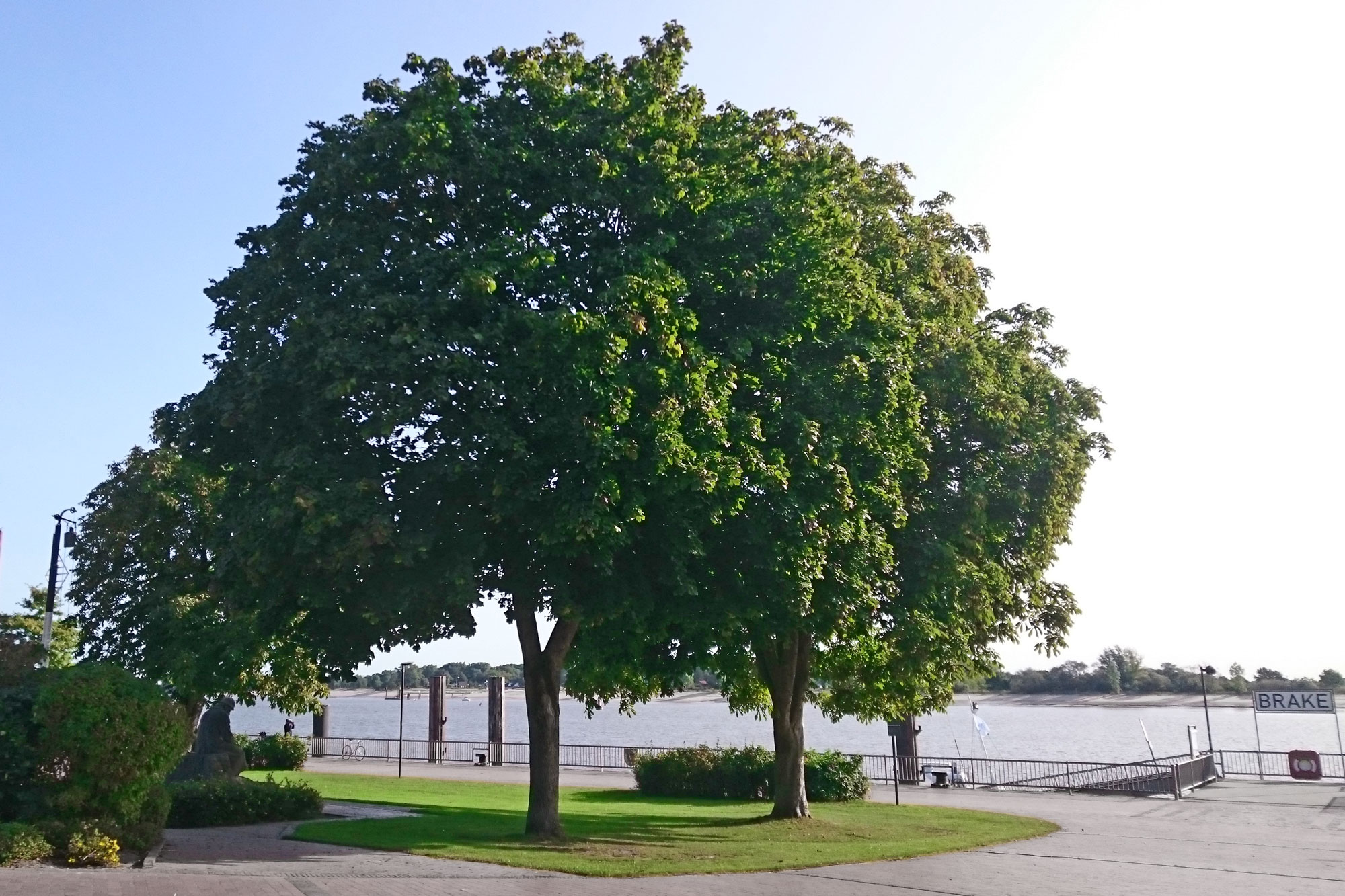 Ahorn an der Braker Stadtkaje