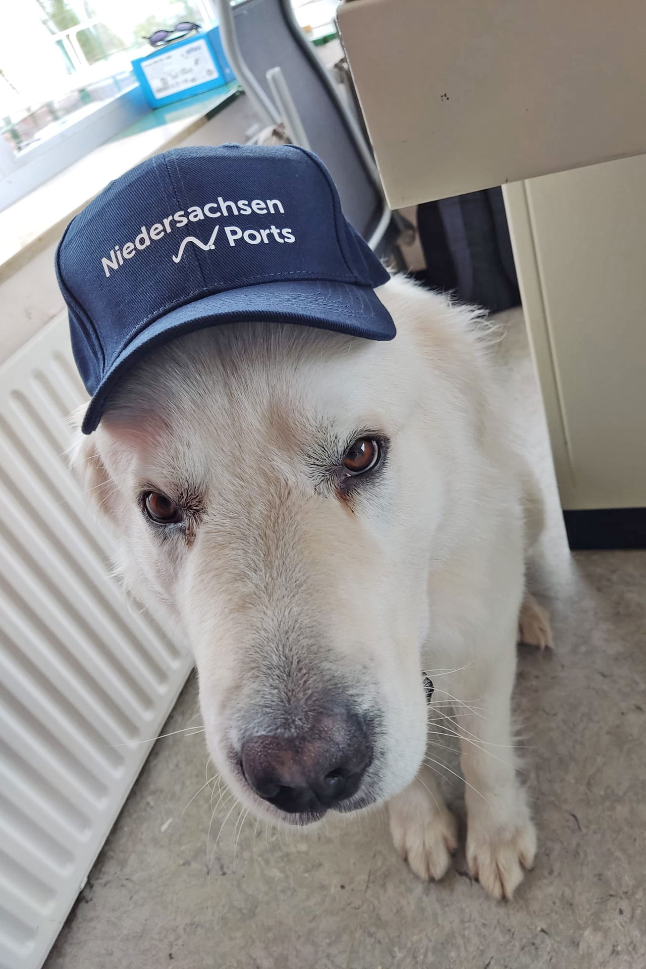 Hund Lasko mit einem NPorts-Cap auf dem Kopf